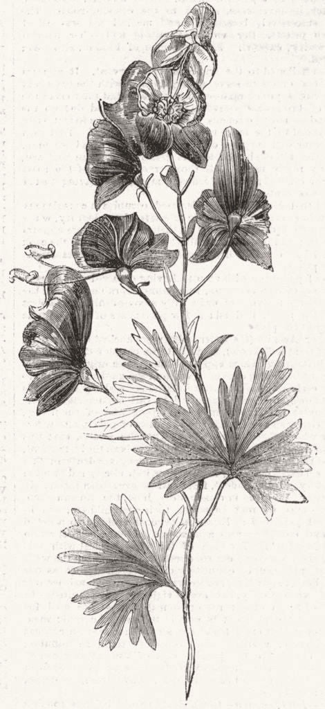 ACONITE. (Aconitum Napellus)Monkshood, Wolfsbane 1856 old antique print